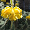 Jerusalem Sage (bloom)