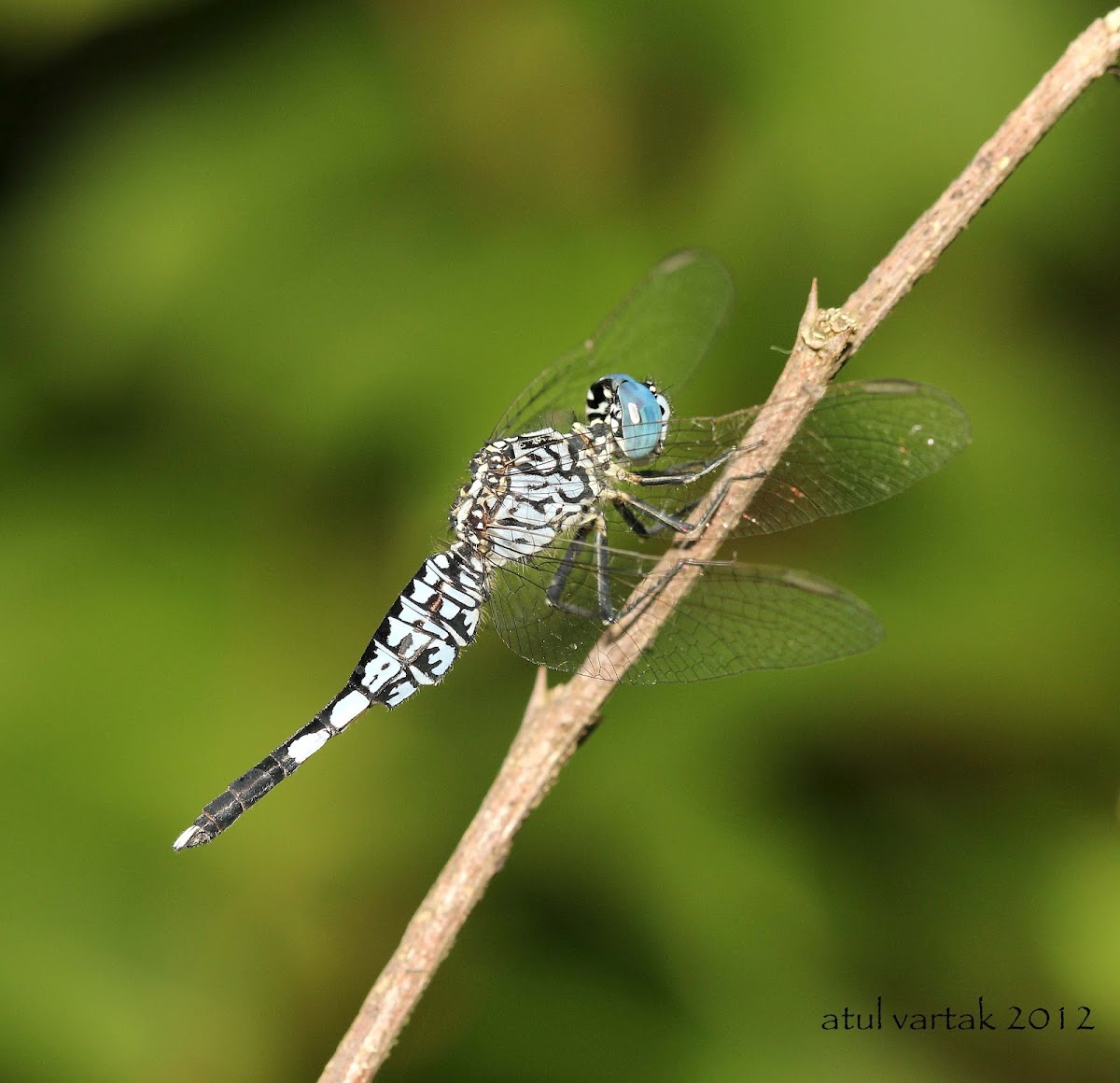 Trumpet Tail (Male)