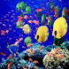 3D fish 6