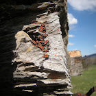 Black-and-Red-bug