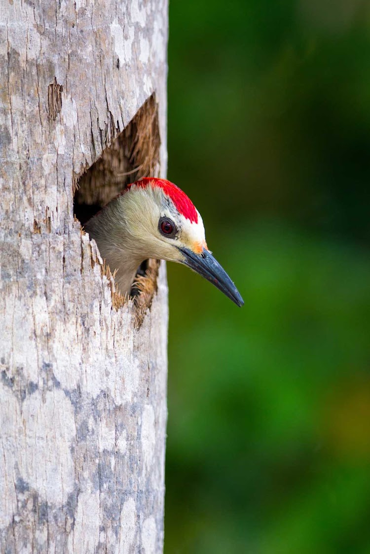 A nesting West Indian woodpecker scopes out its surroundings in the Cayman Islands.