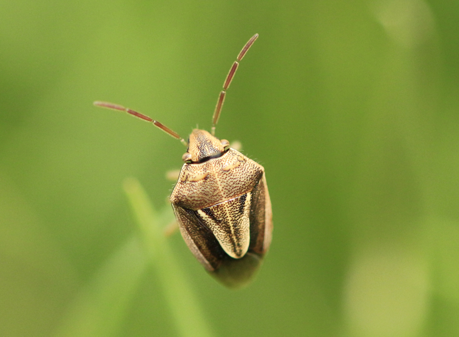 Stink bug