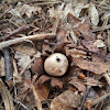 False Earthstar