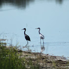 Little Blue Heron