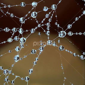 by Wahyudi Barasila - Nature Up Close Webs