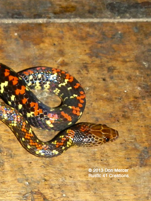 Common liana snake