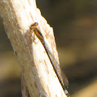 Plains Forktail Damselfly (females)