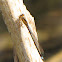 Plains Forktail Damselfly (females)