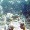 Orangespine Unicornfish/ Umaumalei