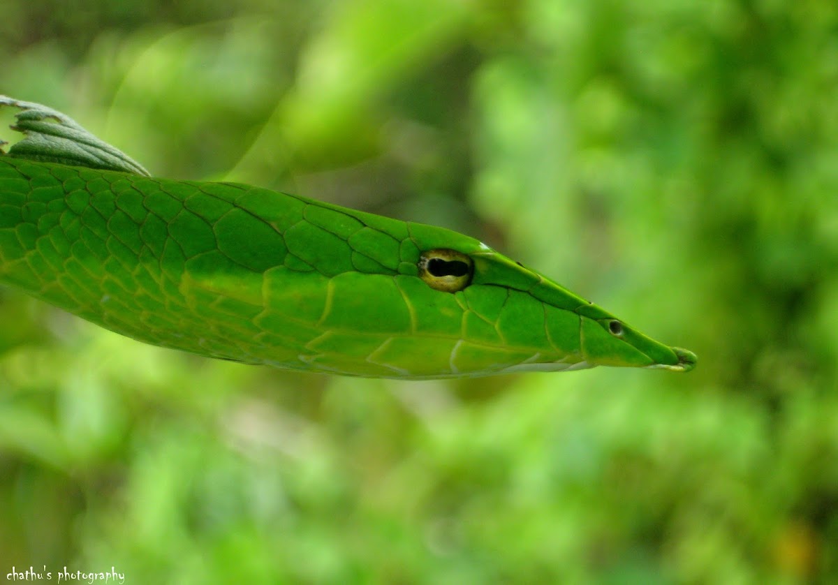 green vine snake