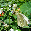 Cabbage White Butterfly (small)
