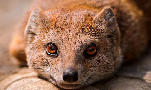 Mongoose Wallpapers