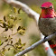 Anna's Hummingbird