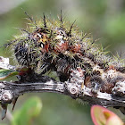 Saturnid Moth caterpillars