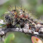 Saturnid Moth caterpillars
