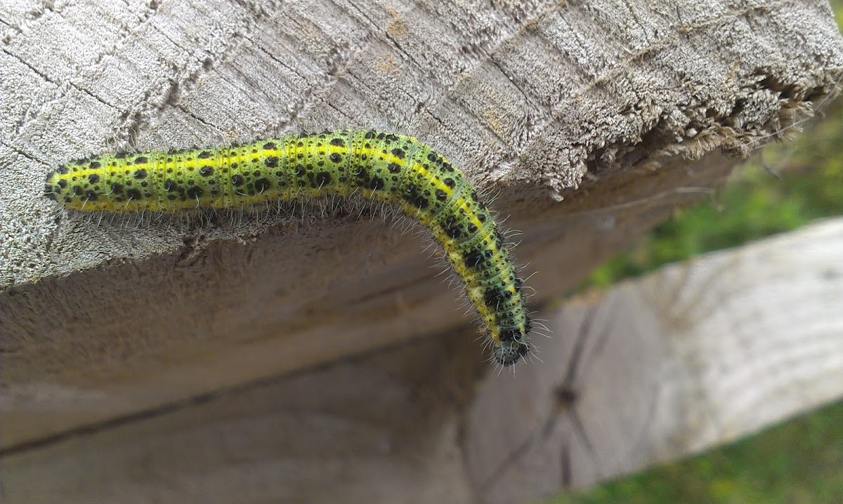 Large White (caterpillar) Project Noah