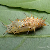 Pupa of Tamil Yeoman Butterfly