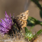 Mallow Skipper Butterfly