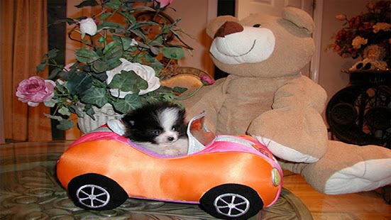 How to download BlackTiePomeranians 1.0.0 mod apk for android