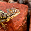 Garden Lizard