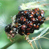 Predatory shield bug eggs and nymphs