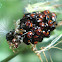 Predatory shield bug eggs and nymphs
