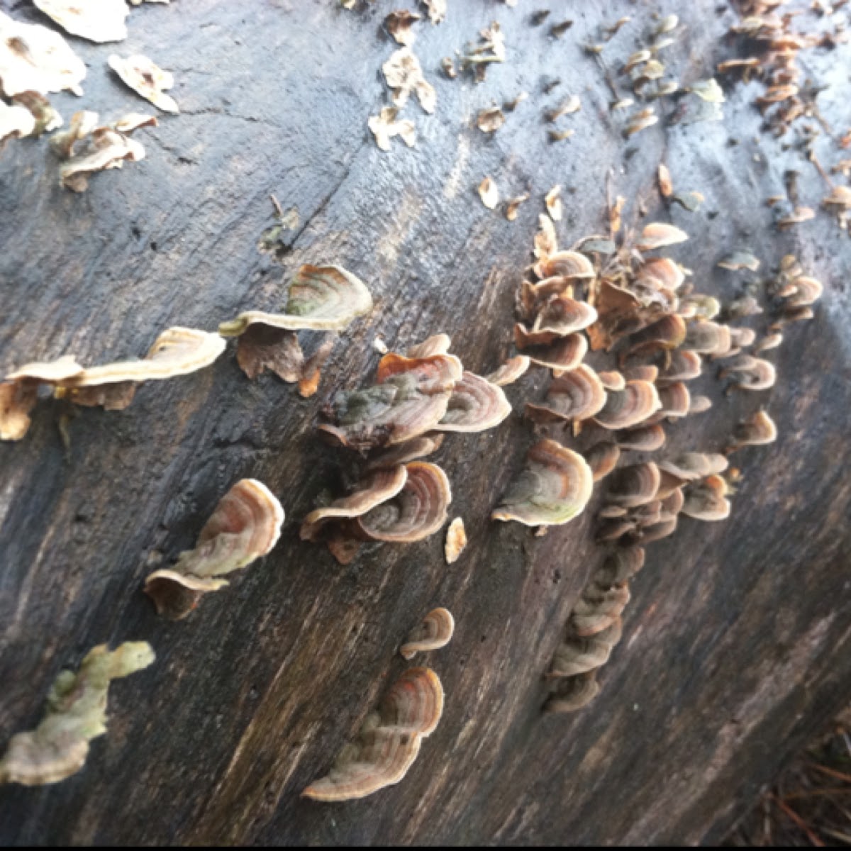 Turkey Tail Fungus