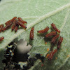 Pipevine Swallowtail Caterpillars (2nd instar)