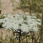 Queen Ann's Lace