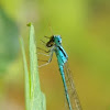 Common Blue Tailed Damsel Fly