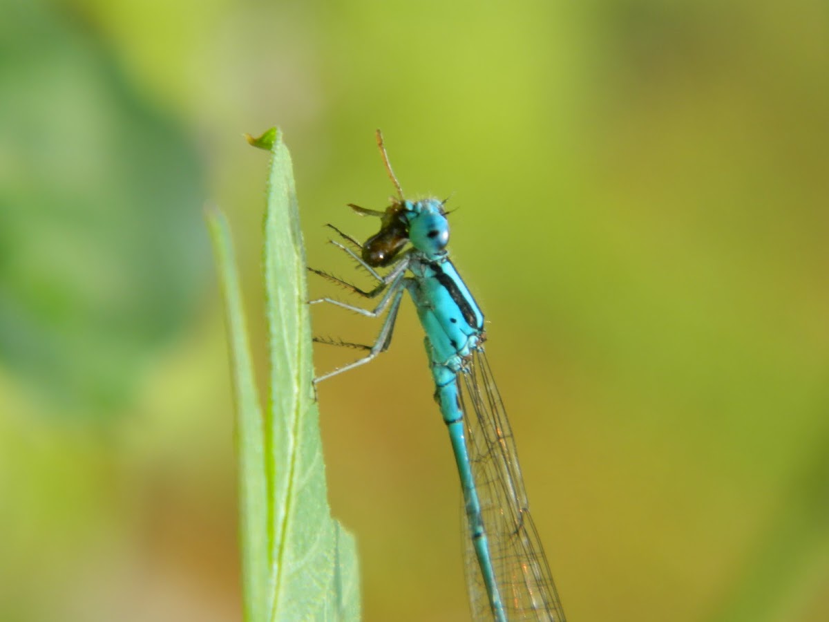 Common Blue Tailed Damsel Fly