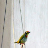 CopperSmith Barbet