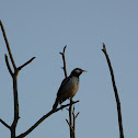 Pied Myna