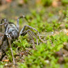 Spider for ID