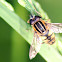 Marsh Hoverfly