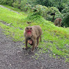 Bonnet macaque