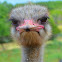 Ostrich