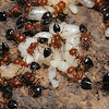 Acrobat ants