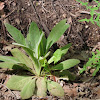 Common Mullein