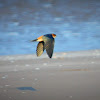 Red-rumped Swallow