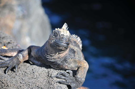Get up close and personal with a marine iguana basking in the sun on a Silversea sailing to the Galapagos.