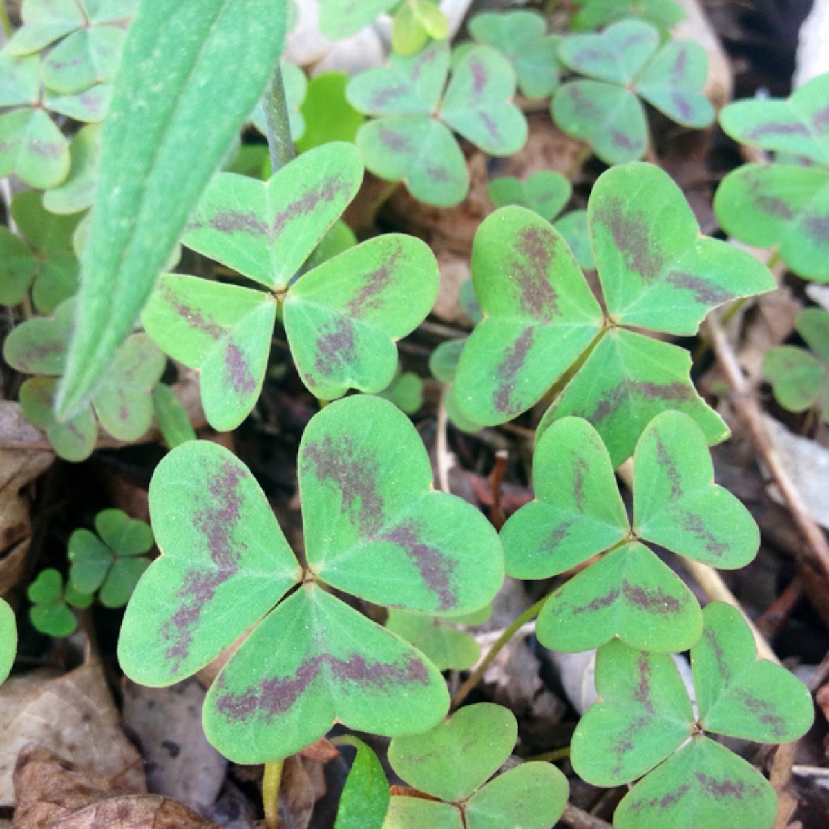 Violet Woodsorrel