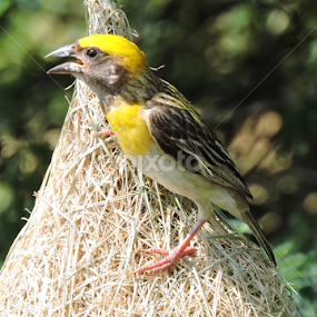 Baya weaver with on its nest by Bharat Darji - Animals Birds