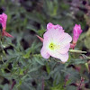 Pink Evening Primrose