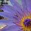 Nymphaea caerulea