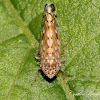 Leafhopper