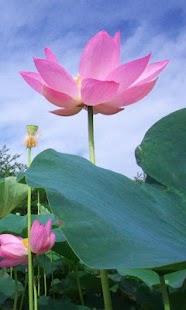 download Lotus Wallpapers HD free