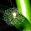 Argiope (spider)