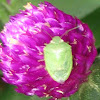 Stink Bug on Globe Amaranth or Bachelor Button