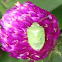 Stink Bug on Globe Amaranth or Bachelor Button